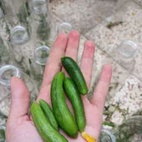 خیارشور خانگی|خوردنی و آشامیدنی|شیراز, ماه فیروزان|دیوار