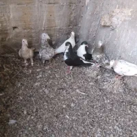 کبوتر