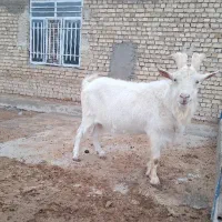 نر بز سانن اصیل و درجه ۱