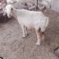 میش و بز لاغر