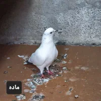 کبوتر زینتی و معمولی|پرنده|رودسر, |دیوار