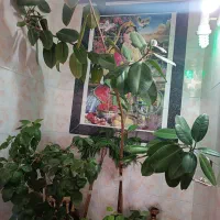 گل فیکوس