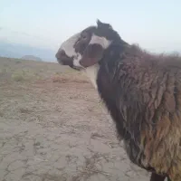 قوچ جوان ۳ ساله