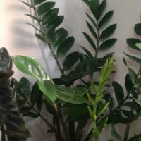 گل زامفولنیا