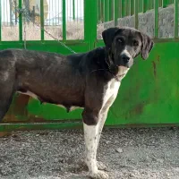 سگ پانزده ماهه|سگ|مشهد, هنرستان|دیوار