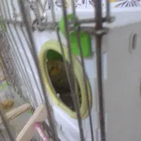 یک جفت عروس هلندی|پرنده|قم, باسکول|دیوار
