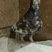 کبوتر شهری گلدار|پرنده|شیراز, شهرک مدرس|دیوار