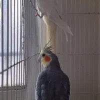 عروس هلندی نر و ماده تخم گذار