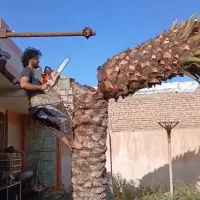 بریدن نخل بریدن درخت هرسنخل باغبانی قطع نخل سمپاشی