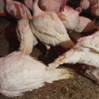 بوقلمون ۶ تا ۸ کیلو|حیوانات مزرعه|سبزوار, جهاد کشاورزی|دیوار