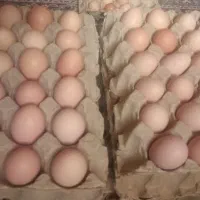 تخم مرغ گلپایگانی|خوردنی و آشامیدنی|نیشابور, گنبد سبز|دیوار