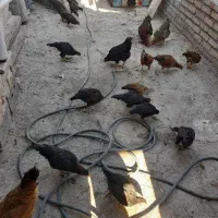 حیوان خانگی