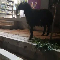 قصاب و سلاخ ذبح گوسفند و گوساله|خدمات پذیرایی، مراسم|اسلامشهر, شهرک مهدیه|دیوار