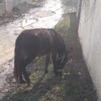 قاطر|حیوانات مزرعه|تالش, هشتپر|دیوار