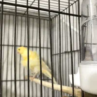 قناری ماده فری|پرنده|سبزوار, هویزه|دیوار