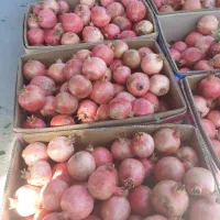 انار درجه ا|عمدهفروشی|فیروزآباد (فارس), |دیوار