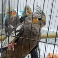 عروس هلندی 2 ماهه