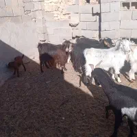 تعداد ۲۷ راس بز زاییده و ابستن|حیوانات مزرعه|مهریز, |دیوار