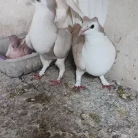 پشت زرد کاکلی