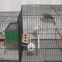 مرغ عشق . طوطی برزیلی . قفس|پرنده|مسجد سلیمان, |دیوار