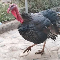 بوقلمون نر