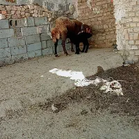 میش بره
