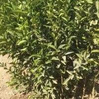 فروش|خدمات باغبانی و درختکاری|میناب, |دیوار