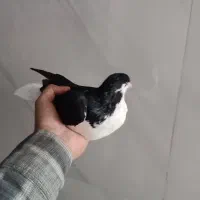 فروش کبوتر|پرنده|مشهد, قائم|دیوار