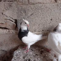 طوقی|پرنده|کرمانشاه, |دیوار