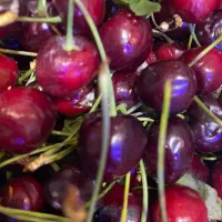 واگذاری میوه فروشی
