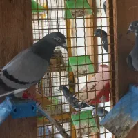 پلاکی|پرنده|چغادک, |دیوار