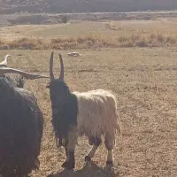 بزغاله نر تخم دار دو دندون