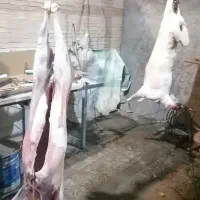 قصاب/قصابی/ذبح دام سبک/گوسفند