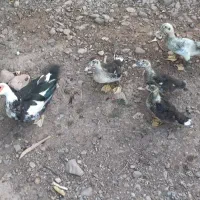 اردک اسرائیلی