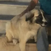 واگذاری سگ نگهبان