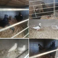 تعدادی کفتر نقش