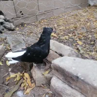 کبوتر زاغ دم سفید