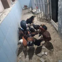 فروش تعدادی مرغ خروس گلپایگان گردن لخت و کاسرک|حیوانات مزرعه|کرمان, |دیوار