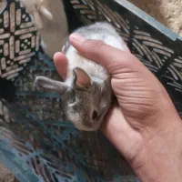 فروش خرگوش