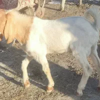 نری پاکستانی