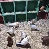 تعداد کبوتر رنگی دوری