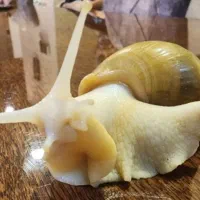 حلزون آچاتینا آلبینو کلکسیومی