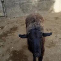 گوسفند نر نژاد افشار|حیوانات مزرعه|هشتگرد, شهرک راه آهن|دیوار