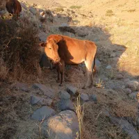 گوساله ماده ۳ راس|حیوانات مزرعه|پاوه, |دیوار