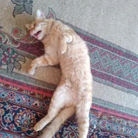 گربه