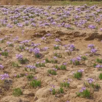 زمین کشاورزی ، رونده و آماده کاشت