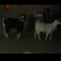 دو عدد بزغاله چاق