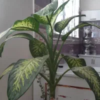 گل بزرگ وشاداب|گل و گیاه طبیعی|پیرانشهر, |دیوار