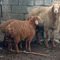 اصلاندوز روستایی قره تکانلو