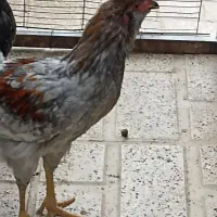 خروس گلین